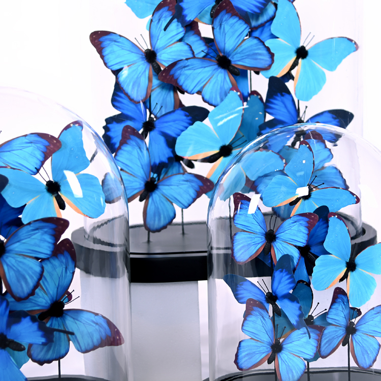 Blue Butterfly(图4)