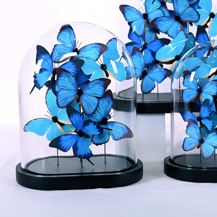 Blue Butterfly(图2)