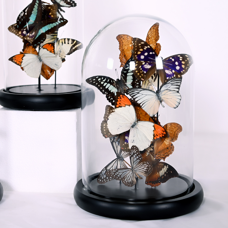 Butterfly Specimen with glass dome(图2)