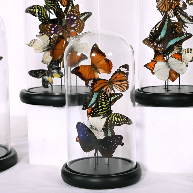 Butterfly Specimen with glass dome(图3)
